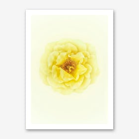 Yellow Rose Art Print