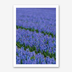Field of Blue Hyacinths Art Print