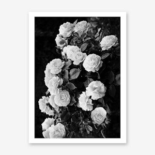 Roses Art Print