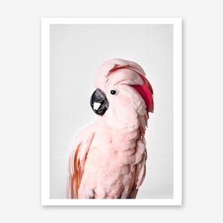 Pink Cockatoo Art Print