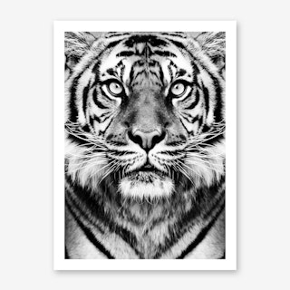 Tiger Art Print