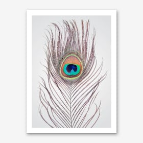 Peacock Feather Art Print