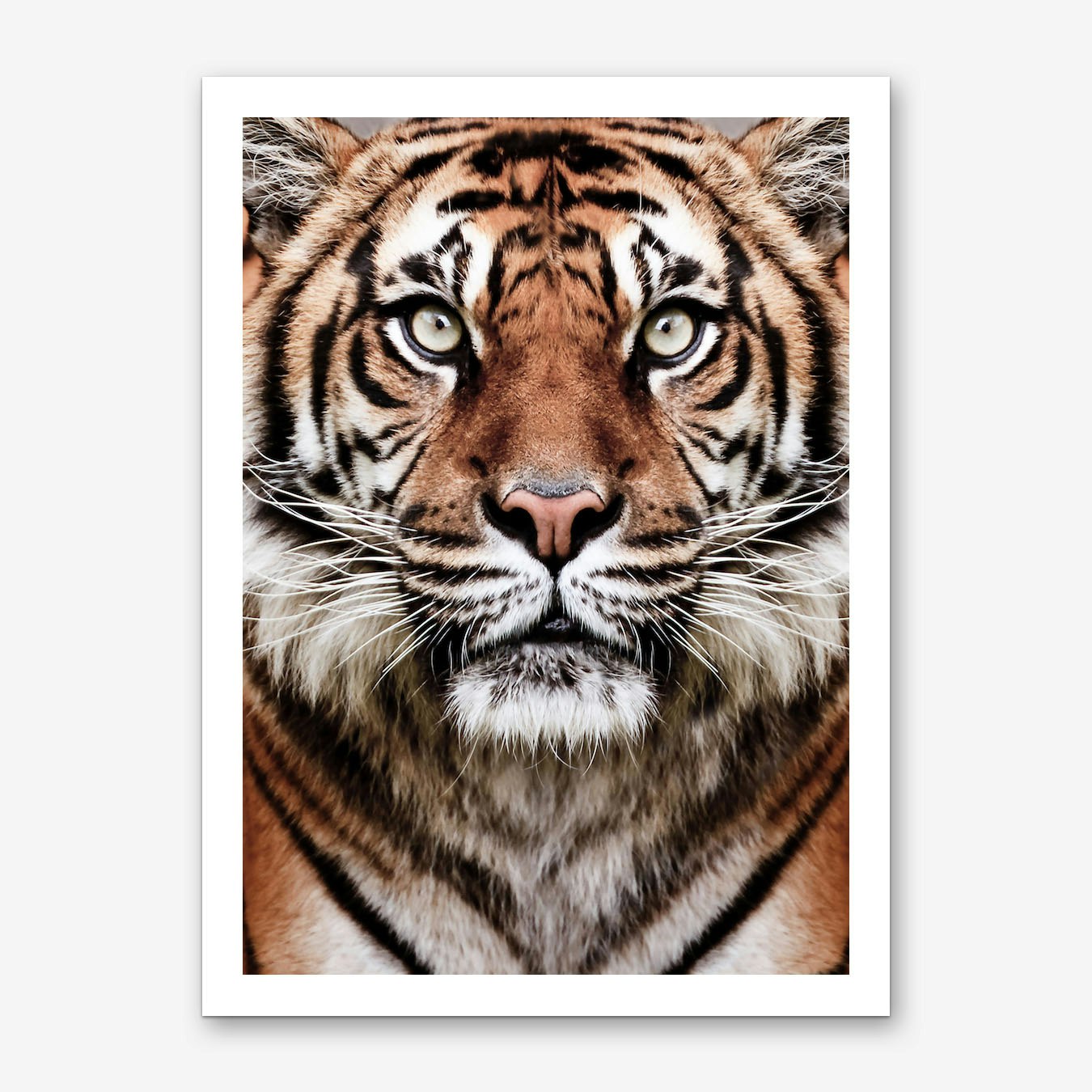 Tiger Face Art Print by Sisi and Seb - Fy