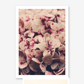 Flowers - Pink Freckles Art Print