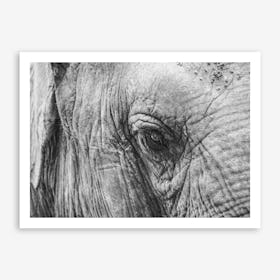 Elephant's Eye Art Print