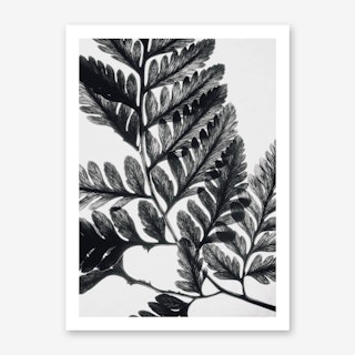 Botanical Fern Art Print II