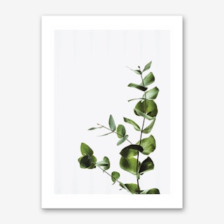 Elegant Green Plant Art Print