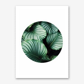 Green Leaf Circle Art Print