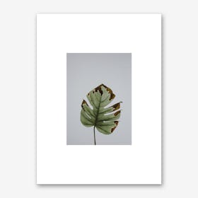 Leaf in Grey Box Art Print