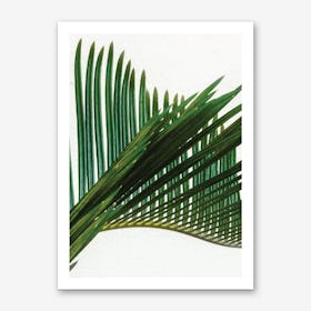 Plant Range II Art Print