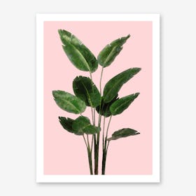 Bird of Paradise Plant on Pink Art Print