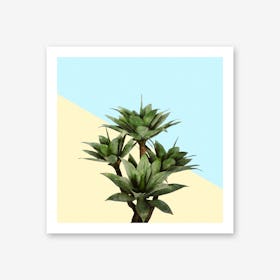 Agave Plant on Lemon and Teal Wall Art Print