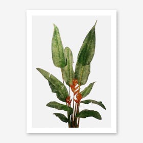 Bird of Paradise Plant on White Art Print