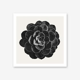 Succulent Black Marble Art Print