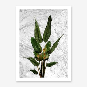 Bird of Paradise Plant on White Marble Art Print
