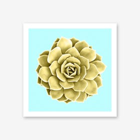 Yellow Succulent Plant on Teal Art Print
