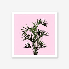 Palm Plant on Pastel Pink Wall Art Print