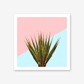 Agave Plant on Pink and Teal Wall Art Print