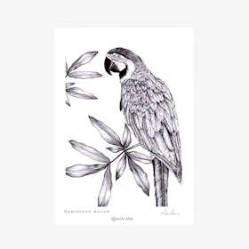 Dominican Macaw Art Print