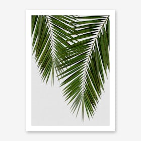 Palm Leaf II Art Print
