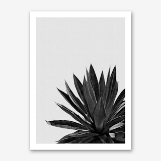 Agave Cactus Black & White Art Print