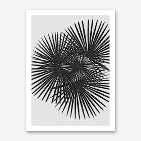 Fan Palm Black & White Art Print