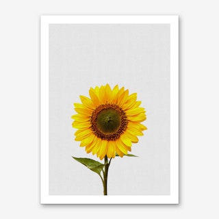 Sunflower Still Life Art Print