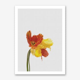 Tulip Still Life Art Print