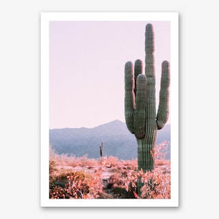 Desert Cactus Photo Art Print