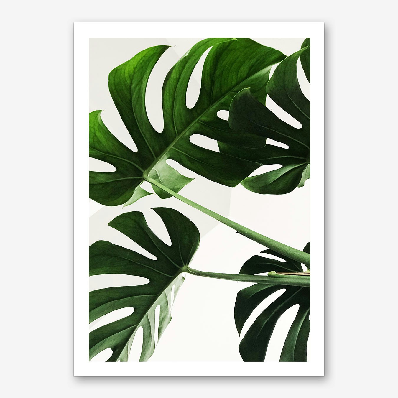 Monstera Leaf Art Print