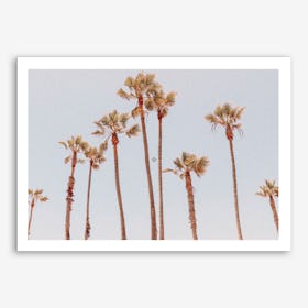 Palm Trees II Art Print