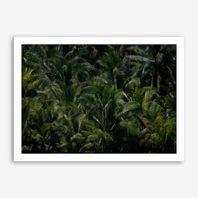 Palms1 Art Print