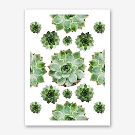 Succulents Starshape Art Print
