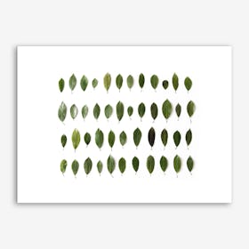 Leaves Collection Art Print