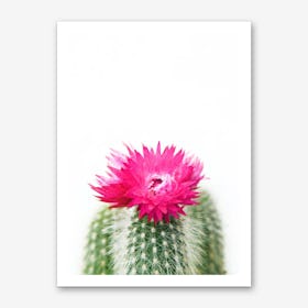 Pink Flowering Cactus Art Print