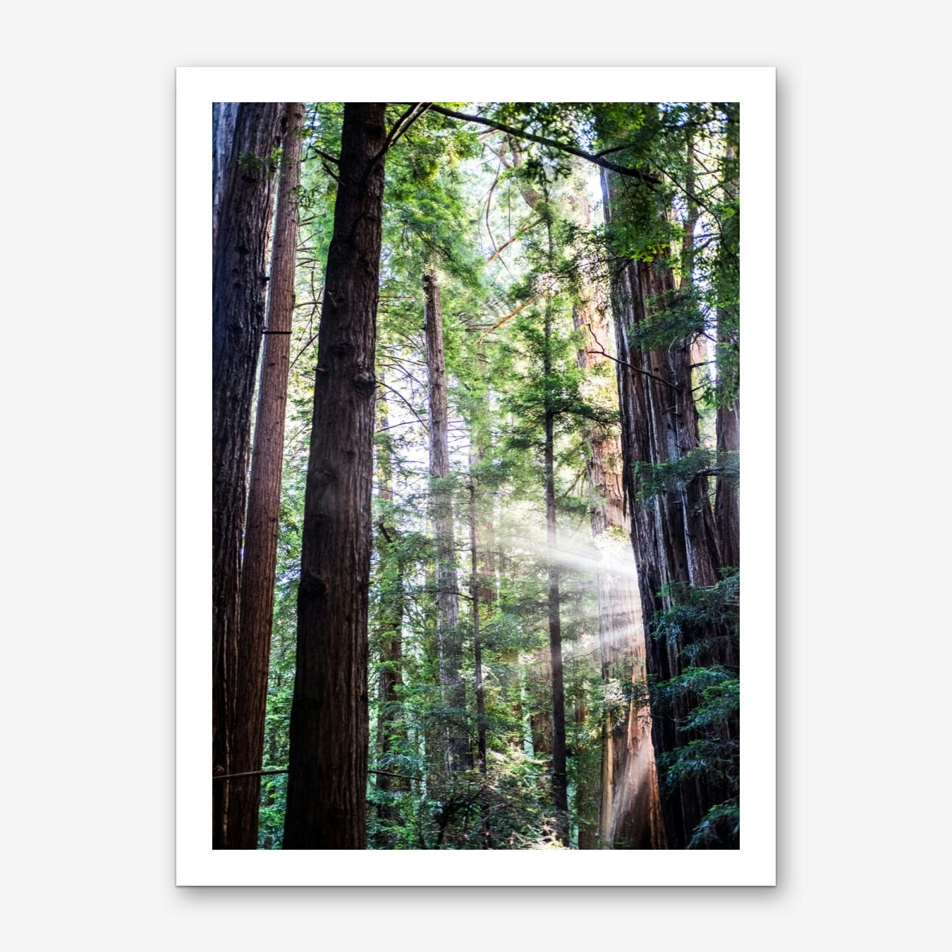 Muir Woods Art Print by Nikolaos Tzovolos