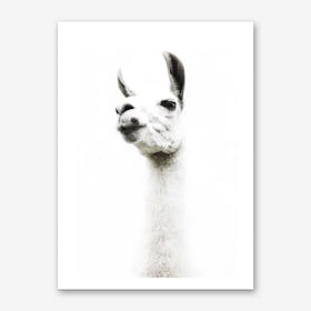 Llama I Art Print