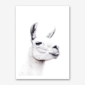 Llama II Art Print