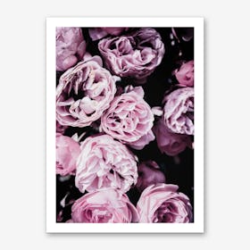 Pink Flowers III Art Print