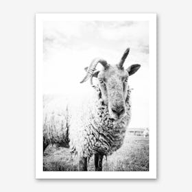 Sheep II Art Print