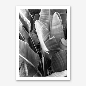 Palms 1  Art Print
