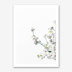 Blossum Branch Art Print