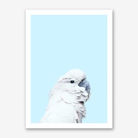 Blue Cockatoo Art Print