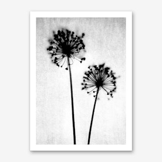 Dandelion I Art Print