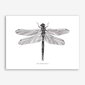 The Dragonfly Art Print