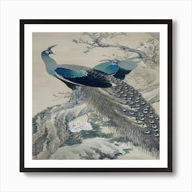 Peacocks Art Print