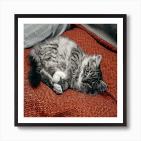 Cat Resting On A Sofa Art Print