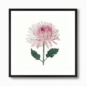 Pink Chrysanthemum 1 Art Print