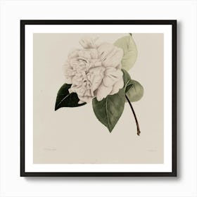 Camellia 4 Art Print