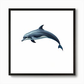 Dolphin In The Water Art Print